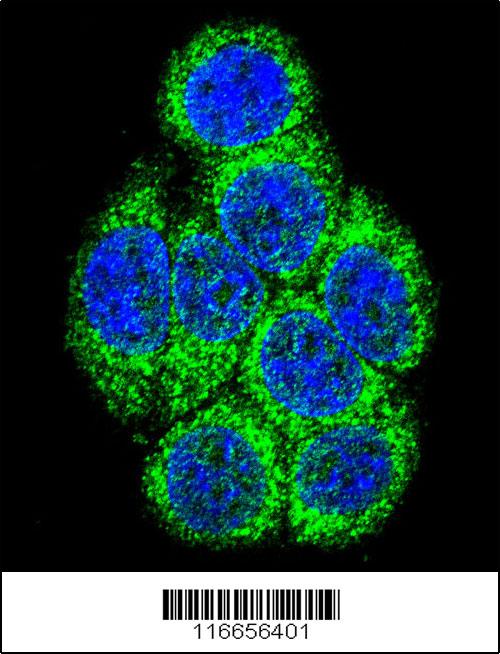 Confocal immunofluorescent analysis of CYP3A43 Antibody (Center)(Cat#AP7999c) with 293 cell followed by Alexa Fluor 488-conjugated goat anti-rabbit lgG (green). DAPI was used to stain the cell nuclear (blue).