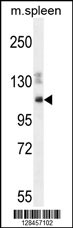 SYNE3 Antibody (C-term) (Cat. #AP10823b) western blot analysis in mouse spleen cell line lysates (35ug/lane).This demonstrates the SYNE3 antibody detected the SYNE3 protein (arrow).