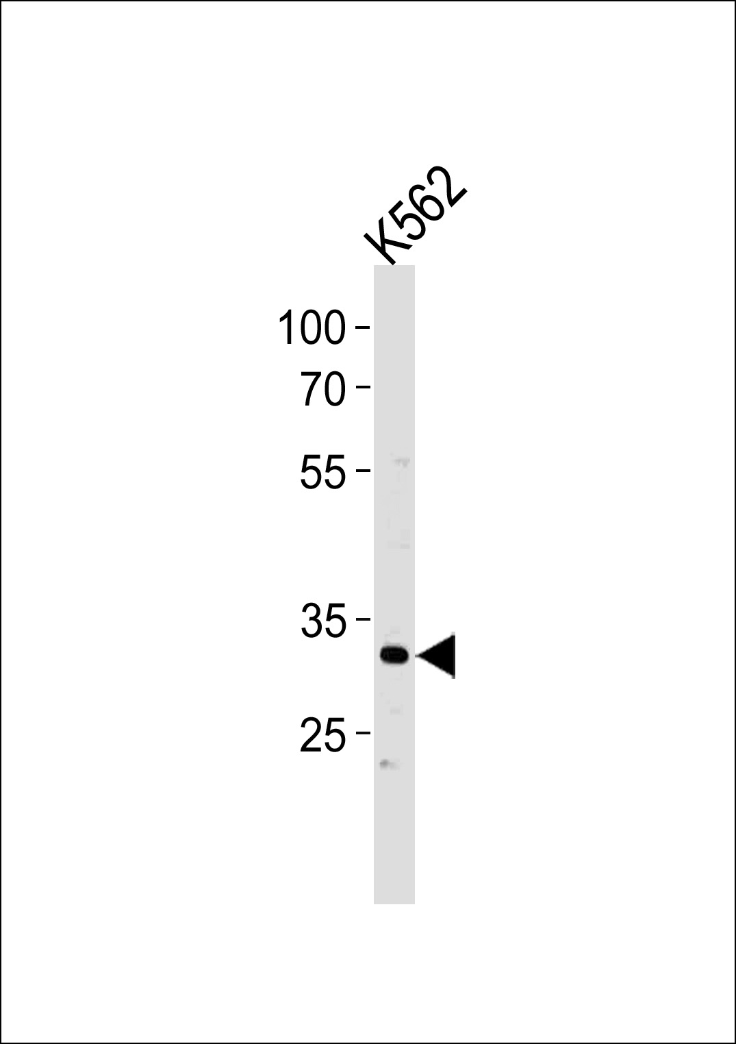 P5F1B Antibody (C-term) (Cat. #AP10822b) western blot analysis in K562 cell line lysates (35ug/lane).This demonstrates the P5F1B antibody detected the P5F1B protein (arrow).