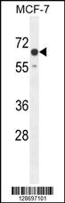 CO027 Antibody (C-term) (Cat. #AP10811b) western blot analysis in MCF-7 cell line lysates (35ug/lane).This demonstrates the CO027 antibody detected the CO027 protein (arrow).