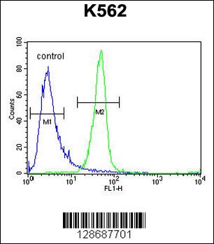 ANR52 Antibody (N-term) (Cat. #AP10808a) flow cytometric analysis of K562 cells (right histogram) compared to a negative control cell (left histogram).FITC-conjugated goat-anti-rabbit secondary antibodies were used for the analysis.