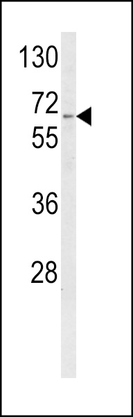 Western blot analysis of CYP4F3 Antibody (N-term) (Cat. #AP8646a) in K562 cell line lysates (35ug/lane). CYP4F3 (arrow) was detected using the purified Pab.
