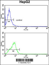 CYP4F3 Antibody (N-term) (Cat.#AP8646a) flow cytometry analysis of HepG2 cells (bottom histogram) compared to a negative control cell (top histogram). FITC-conjugated goat-anti-rabbit secondary antibodies were used for the analysis.