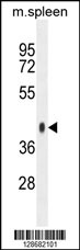 SYTL3 Antibody (N-term) (Cat. #AP10804a) western blot analysis in mouse spleen tissue lysates (35ug/lane).This demonstrates the SYTL3 antibody detected the SYTL3 protein (arrow).