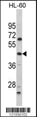 Western blot analysis of PTAR1 Antibody (Center) (Cat. #AP8622c) in HL-60 cell line lysates (35ug/lane). PTAR1 (arrow) was detected using the purified Pab.