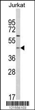 Western blot analysis of PTAR1 Antibody (Center) (Cat. #AP8622c) in Jurkat cell line lysates (35ug/lane). PTAR1 (arrow) was detected using the purified Pab.