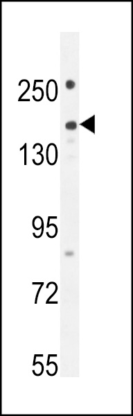 PKHG1 Antibody (C-term) (Cat. #AP10798b) western blot analysis in 293 cell line lysates (35ug/lane).This demonstrates the PKHG1 antibody detected the PKHG1 protein (arrow).