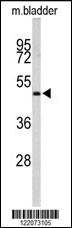Western blot analysis of ACTR3B Antibody (C-term) (Cat. #AP8540b) in mouse bladder tissue lysates (35ug/lane). ACTR3B (arrow) was detected using the purified Pab.
