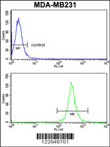 ARHGAP18 Antibody (Center) (Cat.#AP8516c) flow cytometry analysis of MDA-MB231 cells (bottom histogram) compared to a negative control cell (top histogram). FITC-conjugated goat-anti-rabbit secondary antibodies were used for the analysis.