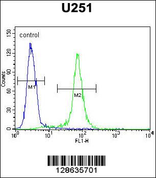 CCDC9 Antibody (N-term) (Cat. #AP10786a) flow cytometric analysis of U251 cells (right histogram) compared to a negative control cell (left histogram).FITC-conjugated goat-anti-rabbit secondary antibodies were used for the analysis.