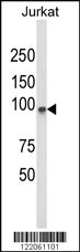 Western blot analysis of PLCL1 Antibody (N-term) (Cat. #AP8850a) in Jurkat cell line lysates (35ug/lane). PLCL1 (arrow) was detected using the purified Pab.