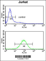 PLCL1 Antibody (N-term) (Cat. #AP8850a) flow cytometry analysis of Jurkat cells (bottom histogram) compared to a negative control cell (top histogram).FITC-conjugated goat-anti-rabbit secondary antibodies were used for the analysis.