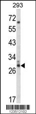 Western blot analysis of CDC42EP3 Antibody (N-term) (Cat. #AP8775a) in 293 cell line lysates (35ug/lane). CDC42EP3 (arrow) was detected using the purified Pab.