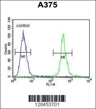 AL2SA Antibody (N-term) (Cat. #AP10777a) flow cytometric analysis of A375 cells (right histogram) compared to a negative control cell (left histogram).FITC-conjugated goat-anti-rabbit secondary antibodies were used for the analysis.