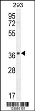 SACA1 Antibody (N-term) (Cat. #AP10775a) western blot analysis in 293 cell line lysates (35ug/lane).This demonstrates the SACA1 antibody detected the SACA1 protein (arrow).