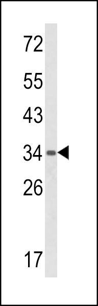 Western blot analysis of BAT4 Antibody (C-term) (Cat. #AP8721b) in mouse spleen tissue lysates (35ug/lane). BAT4 (arrow) was detected using the purified Pab.