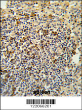Formalin-fixed and paraffin-embedded human spleen tissue reacted with BAT4 Antibody (C-term), which was peroxidase-conjugated to the secondary antibody, followed by DAB staining. This data demonstrates the use of this antibody for immunohistochemistry; clinical relevance has not been evaluated.