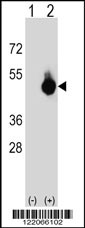 Western blot analysis of BAT4 (arrow) using rabbit polyclonal BAT4 Antibody (C-term) (Cat. #AP8721b). 293 cell lysates (2 ug/lane) either nontransfected (Lane 1) or transiently transfected (Lane 2) with the BAT4 gene.