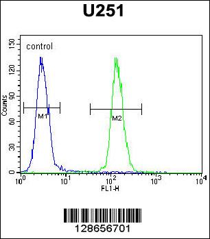 ICEF1 Antibody (C-term) (Cat. #AP10773b) flow cytometric analysis of U251 cells (right histogram) compared to a negative control cell (left histogram).FITC-conjugated goat-anti-rabbit secondary antibodies were used for the analysis.