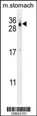 CU070 Antibody (C-term) (Cat. #AP10769b) western blot analysis in mouse stomach tissue lysates (35ug/lane).This demonstrates the CU070 antibody detected the CU070 protein (arrow).