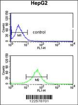 AGPAT3 Antibody (Center) (Cat. #AP8686c) flow cytometric analysis of HepG2 cells (bottom histogram) compared to a negative control cell (top histogram).FITC-conjugated goat-anti-rabbit secondary antibodies were used for the analysis.