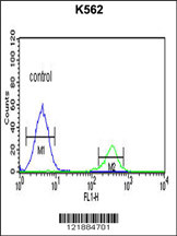 KIR3DS1 Antibody (C-term) (Cat. #AP8673b) flow cytometric analysis of K562 cells (right histogram) compared to a negative control cell (left histogram).FITC-conjugated goat-anti-rabbit secondary antibodies were used for the analysis.