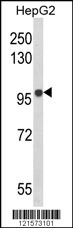 Western blot analysis of BANK1 Antibody (Center) (Cat. #AP8667c) in HepG2 cell line lysates (35ug/lane). BANK1 (arrow) was detected using the purified Pab.