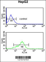 BANK1 Antibody (Center) (Cat. #AP8667c) flow cytometric analysis of HepG2 cells (bottom histogram) compared to a negative control cell (top histogram).FITC-conjugated goat-anti-rabbit secondary antibodies were used for the analysis.