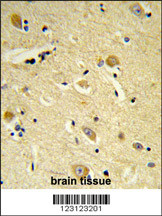 Formalin-fixed and paraffin-embedded human brain tissue reacted with CDIPT Antibody (Center), which was peroxidase-conjugated to the secondary antibody, followed by DAB staining. This data demonstrates the use of this antibody for immunohistochemistry; clinical relevance has not been evaluated.