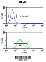 C14orf145 Antibody (Center) (Cat. #AP8980c) flow cytometric analysis of HL-60 cells (bottom histogram) compared to a negative control cell (top histogram).FITC-conjugated goat-anti-rabbit secondary antibodies were used for the analysis.