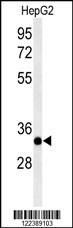Western blot analysis of ACER3 Antibody (C-term) (Cat. #AP8953b) in HepG2 cell line lysates (35ug/lane). ACER3 (arrow) was detected using the purified Pab.