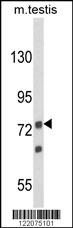Western blot analysis of ANGEL1 Antibody (C-term) (Cat. #AP8945b) in mouse testis tissue lysates (35ug/lane). ANGEL1 (arrow) was detected using the purified Pab.
