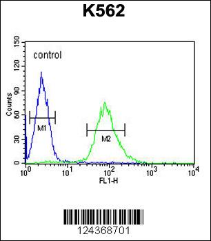 ARHGAP17 Antibody (N-term) (Cat. #AP10759a) flow cytometric analysis of K562 cells (right histogram) compared to a negative control cell (left histogram).FITC-conjugated goat-anti-rabbit secondary antibodies were used for the analysis.
