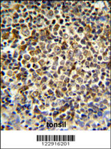 KIR2DL5B Antibody (Center) (Cat. #AP8909c) IHC analysis in formalin fixed and paraffin embedded tonsil tissue followed by peroxidase conjugation of the secondary antibody and DAB staining. This data demonstrates the use of the KIR2DL5B Antibody (Center) for immunohistochemistry. Clinical relevance has not been evaluated.