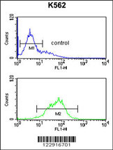 KIR2DL5B Antibody (Center) (Cat. #AP8909c) flow cytometric analysis of K562 cells (bottom histogram) compared to a negative control cell (top histogram).FITC-conjugated goat-anti-rabbit secondary antibodies were used for the analysis.