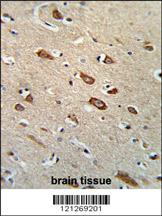Formalin-fixed and paraffin-embedded human brain tissue reacted with TCERG1L Antibody (Center), which was peroxidase-conjugated to the secondary antibody, followed by DAB staining. This data demonstrates the use of this antibody for immunohistochemistry; clinical relevance has not been evaluated.