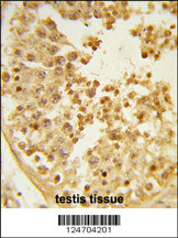 Formalin-fixed and paraffin-embedded human testis tissue reacted with WDR37 Antibody (C-term), which was peroxidase-conjugated to the secondary antibody, followed by DAB staining. This data demonstrates the use of this antibody for immunohistochemistry; clinical relevance has not been evaluated.