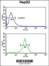 ELOVL2 Antibody (N-term) (Cat. #AP9191a) flow cytometric analysis of HepG2 cells (bottom histogram) compared to a negative control cell (top histogram).FITC-conjugated goat-anti-rabbit secondary antibodies were used for the analysis.