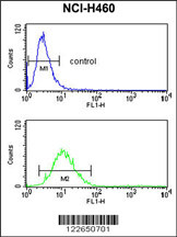 SLC25A17 Antibody (N-term) (Cat. #AP9172a) flow cytometry analysis of NCI-H460 cells (bottom histogram) compared to a negative control cell (top histogram).FITC-conjugated goat-anti-rabbit secondary antibodies were used for the analysis.