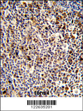 Formalin-fixed and paraffin-embedded human tonsil reacted with KIR3DL3 Antibody (Center), which was peroxidase-conjugated to the secondary antibody, followed by DAB staining. This data demonstrates the use of this antibody for immunohistochemistry; clinical relevance has not been evaluated.