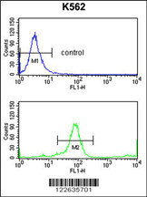 KIR3DL3 Antibody (Center) (Cat. #AP9170c) flow cytometry analysis of K562 cells (bottom histogram) compared to a negative control cell (top histogram).FITC-conjugated goat-anti-rabbit secondary antibody was used for the analysis.