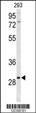 Western blot analysis of CLRN3 Antibody (C-term) (Cat. #AP9129b) in 293 cell line lysates (35ug/lane). CLRN3 (arrow) was detected using the purified Pab.