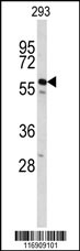 Western blot analysis of CDC14B Antibody (Center) (Cat. #AP9081c) in 293 cell line lysates (35ug/lane). CDC14B (arrow) was detected using the purified Pab.