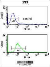 CDC14B Antibody (Center) (Cat. #AP9081c) flow cytometry analysis of 293 cells (bottom histogram) compared to a negative control cell (top histogram).FITC-conjugated goat-anti-rabbit secondary antibodies were used for the analysis.