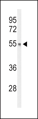 Western blot analysis of DGCR2 Antibody (Center) (Cat. #AP9451c) in mouse liver tissue lysates (35ug/lane). DGCR2 (arrow) was detected using the purified Pab.