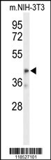 Western blot analysis of OLFML3 Antibody (Center) (Cat. #AP9438c) in mouse NIH-3T3 cell line lysates (35ug/lane). OLFML3 (arrow) was detected using the purified Pab.