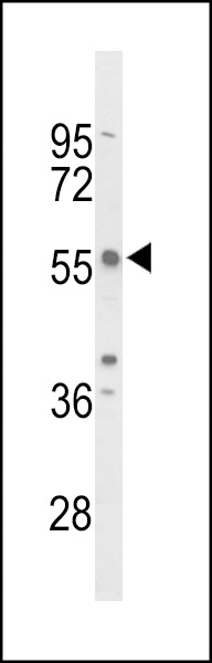 Western blot analysis of TAC2N Antibody (N-term) (Cat. #AP9427a) in mouse NIH-3T3 cell line lysates (35ug/lane). TAC2N (arrow) was detected using the purified Pab.