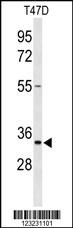 Western blot analysis of TSPAN33 Antibody (C-term) (Cat. #AP9397b) in T47D cell line lysates (35ug/lane). TSPAN33 (arrow) was detected using the purified Pab.