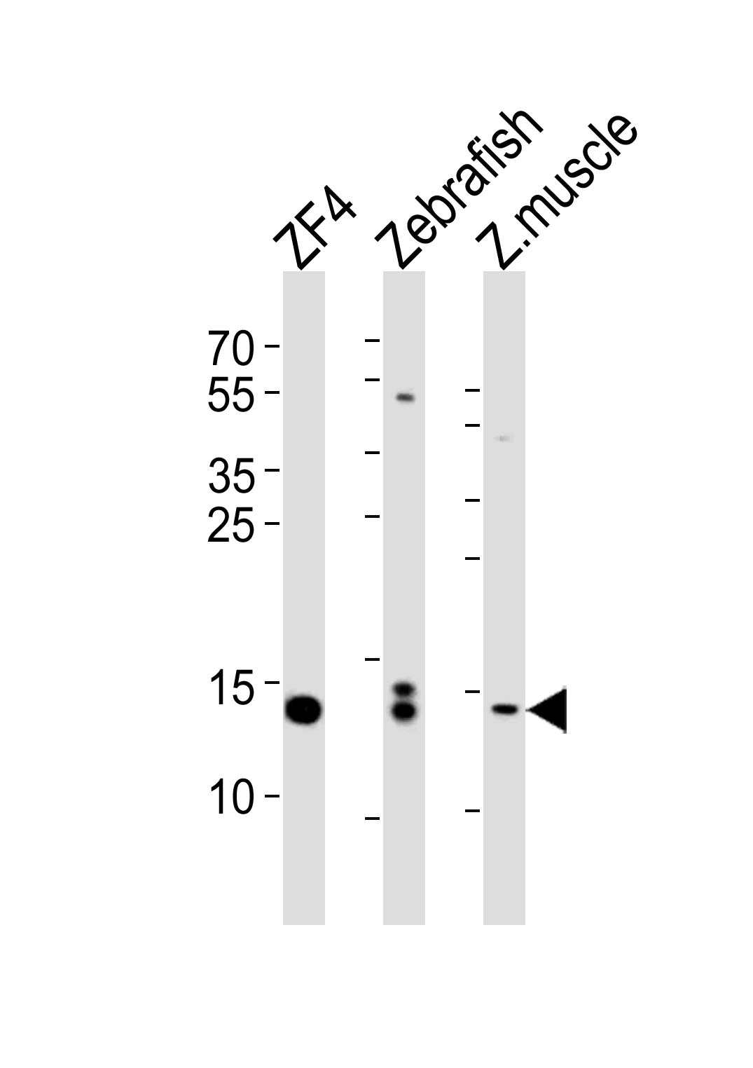 Western blot analysis of lysates from ZF4 cell line, Zebrafish, zebra fish muscle tissue lysate(from left to right), using HIST1H2BJ Antibody (Center)(Cat. #AP10727c). AP10727c was diluted at 1:1000 at each lane. A goat anti-rabbit IgG H&L(HRP) at 1:5000 dilution was used as the secondary antibody. Lysates at 35ug per lane.