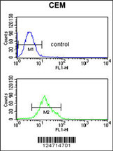 TCHP Antibody (Center) (Cat. #AP9354c) flow cytometric analysis of CEM cells (bottom histogram) compared to a negative control cell (top histogram).FITC-conjugated goat-anti-rabbit secondary antibodies were used for the analysis.